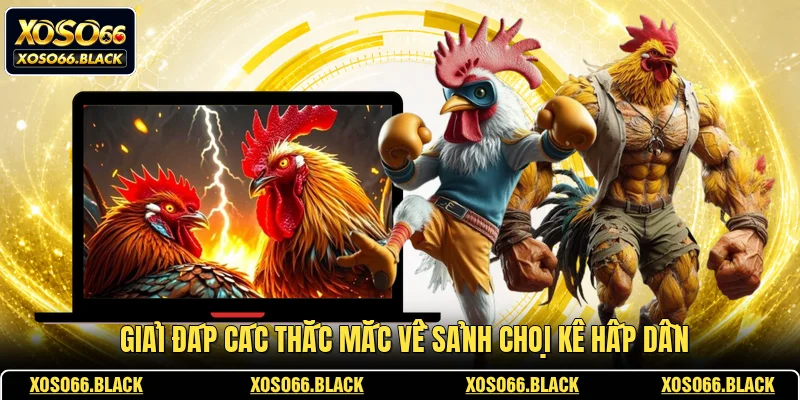 Giải đáp các thắc mắc về sảnh chọi kê hấp dẫn