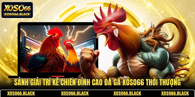 Sảnh giải trí kê chiến đỉnh cao đá gà XOSO66 thời thượng